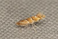 Cameraria ohridella