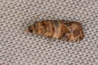 Lobesia botrana/reliquana