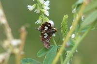 Thyris fenestrella
