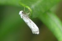 Paraswammerdamia albicapitella