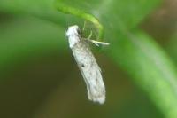 Paraswammerdamia albicapitella