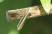 Pleurota aristella