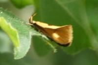 Harpella forficella