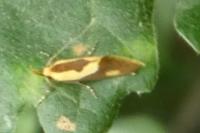 Harpella forficella
