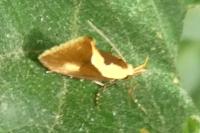 Harpella forficella