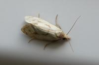 Agapeta hamana