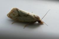 Agapeta hamana