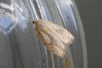 Acleris forsskaleana