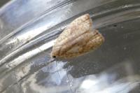 Acleris forsskaleana