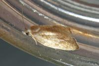 Acleris forsskaleana