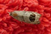 Notocelia uddmanniana