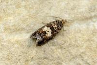 Epiblema costipunctana