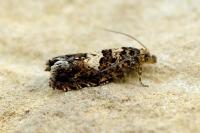 Epiblema costipunctana