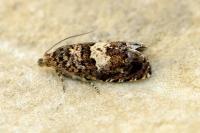 Epiblema costipunctana