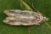 Anarsia innoxiella