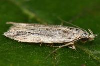 Anarsia innoxiella