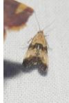 Eupoecilia angustana