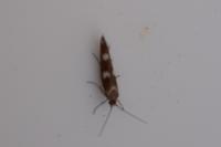 Scythris scopolella