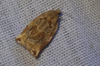 Archips xylosteana