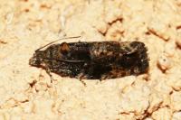 Eudemis profundana