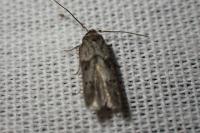 Blastobasis glandulella
