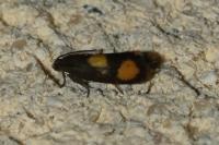 Pammene aurana