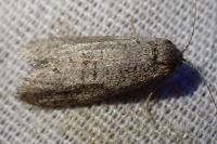 Penestoglossa dardoinella
