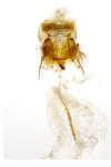 Cnephasia genitalana