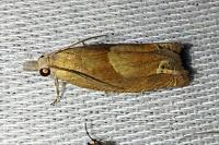 Eucosma conterminana