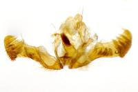Eucosma conterminana