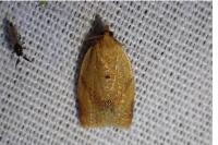 Clepsis consimilana