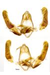 Eudemis porphyrana