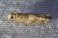 Crocidosema plebejana