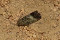 Cydia splendana