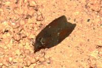 Acleris