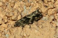 Epinotia immundana