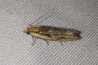 Eucosma cana