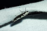 Ethmia bipunctella