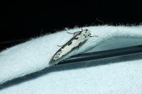 Ethmia bipunctella