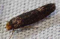 Cephimallota crassiflavella