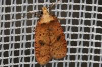 Agonopterix angelicella