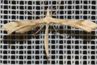 Gillmeria ochrodactyla