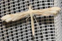 Gillmeria ochrodactyla