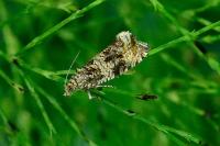 Celypha lacunana