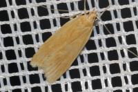 Helcystogramma rufescens