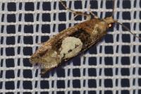 Epinotia brunnichana