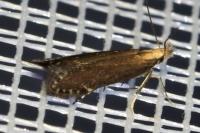 Monochroa cytisella