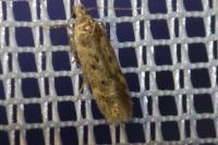 Bryotropha
