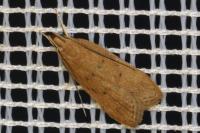 Helcystogramma lutatella
