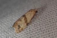 Phalonidia contractana